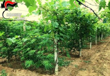 Mazzarrone, sequestrata maxi piantagione di canapa indiana coltivata tra le viti
