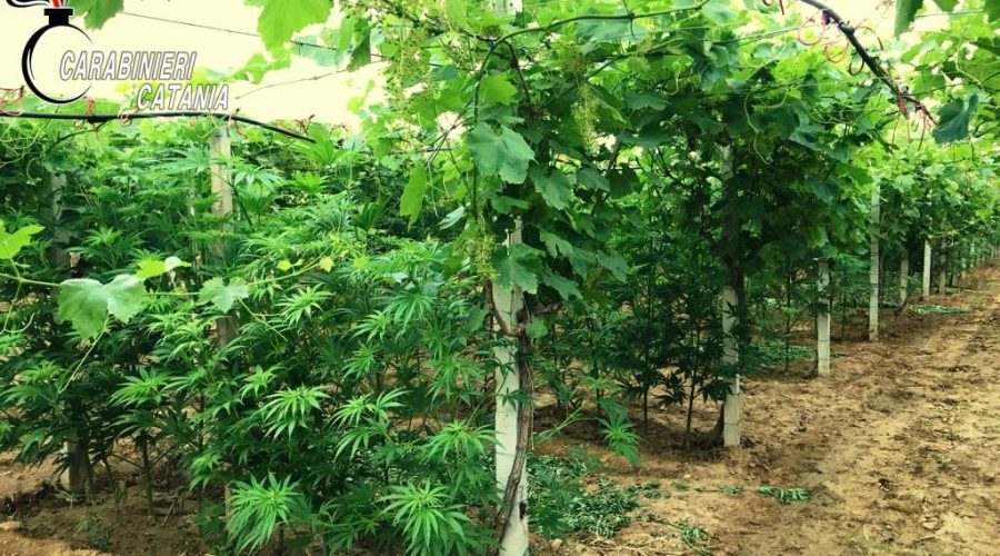 Mazzarrone, sequestrata maxi piantagione di canapa indiana coltivata tra le viti