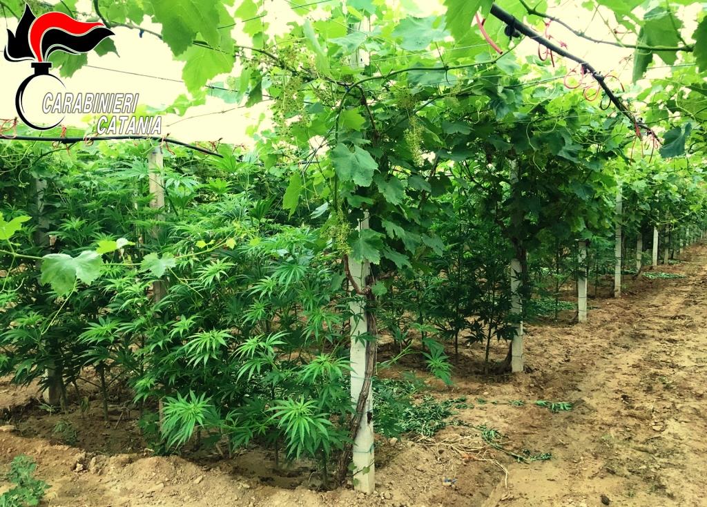 Mazzarrone, sequestrata maxi piantagione di canapa indiana coltivata tra le viti