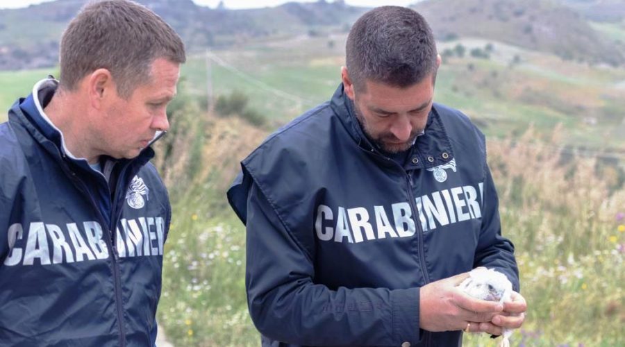Catania, giro di vite dei Carabinieri Forestali sul bracconaggio. Denunce, perquisizioni e sequestri