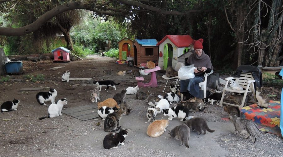 Catania, sigilli della Polizia locale alla colonia felina “Oasi Felix”