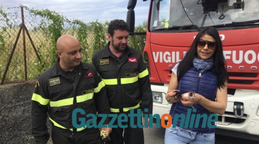 Giarre, Vigili del fuoco salvano due gattini appena nati gettati tra le spine