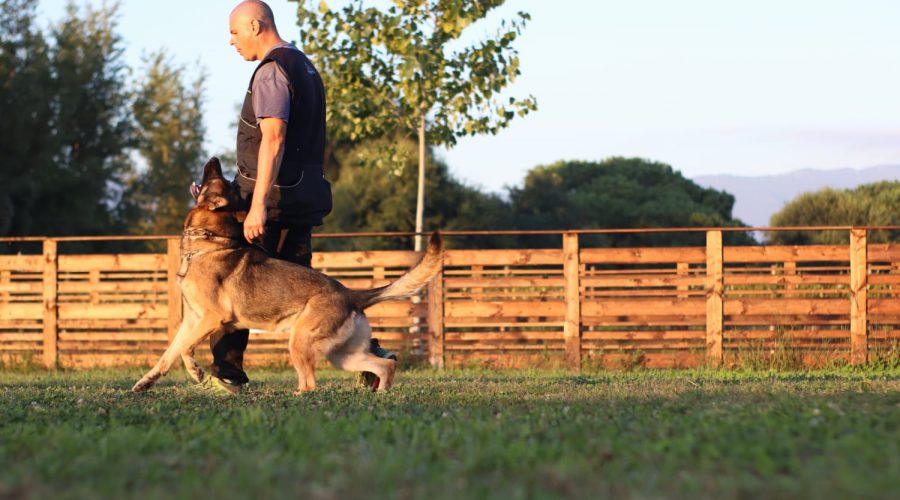 “Contatto Positivo”, la formazione del cane secondo Giorgio Monaco