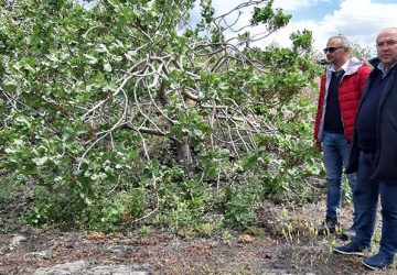 Bronte, danni al pistacchio per il vento. Richiesta la dichiarazione dello stato di calamit&agrave; naturale