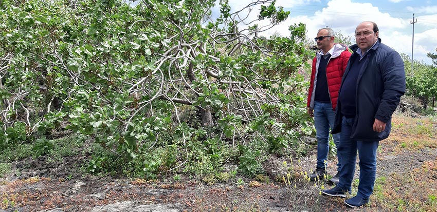 Bronte, danni al pistacchio per il vento. Richiesta la dichiarazione dello stato di calamità naturale