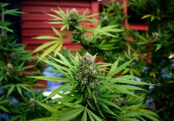 L&rsquo;incertezza del futuro per il mercato siciliano della cannabis light