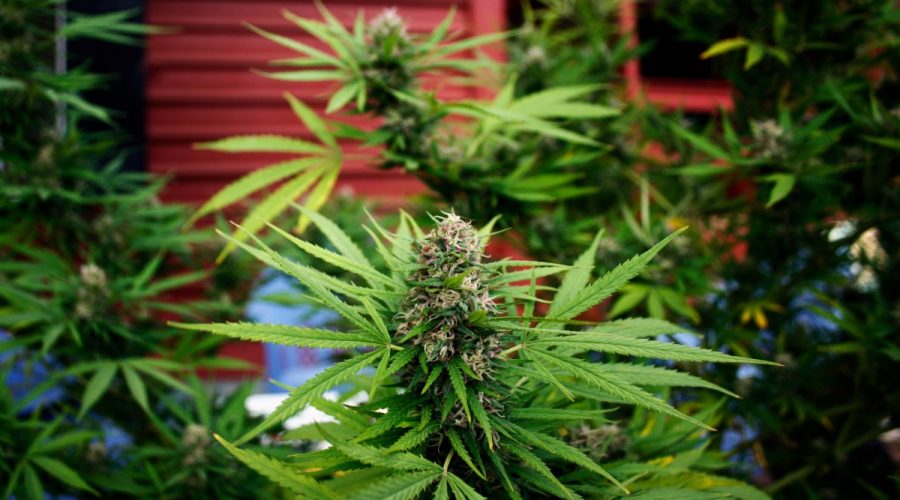 L’incertezza del futuro per il mercato siciliano della cannabis light