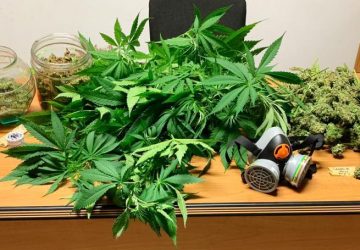 Coltivava ed essiccava l&rsquo;&ldquo;erba&rdquo; a casa. Arrestato