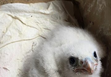 Catania, finalmente libero il Falco Pellegrino rubato da un bracconiere