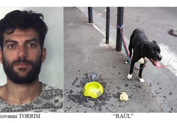 Catania, ruba un ciclomotore mentre passeggia col cane: arrestato