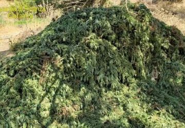 Scoperta maxi piantagione di cannabis: sequestrata droga per 20 milioni di euro VIDEO