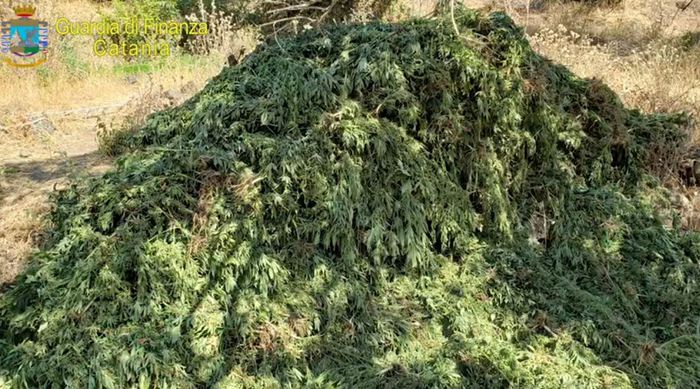 Scoperta maxi piantagione di cannabis: sequestrata droga per 20 milioni di euro VIDEO