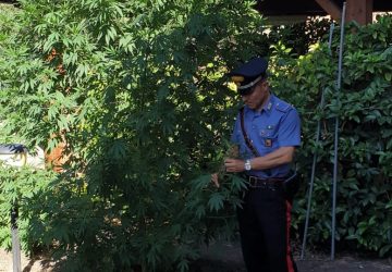 Belpasso, arrestato pregiudicato che coltivava marijuana nel giardino di casa.