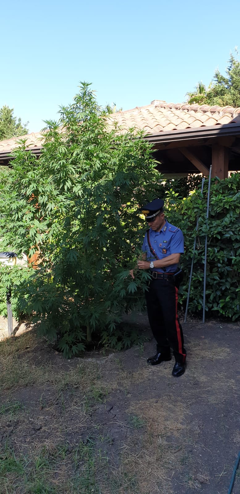 Belpasso, arrestato pregiudicato che coltivava marijuana nel giardino di casa.