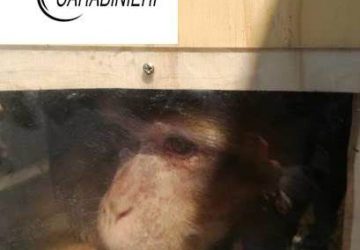 Belpasso, la scimmia “Calogero” irregolarmente detenuta, trasferita in un centro di recupero