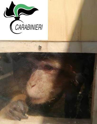 Belpasso, la scimmia “Calogero” irregolarmente detenuta, trasferita in un centro di recupero