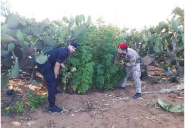 La pensione non basta, 85enne &ldquo;arrotondava&rdquo; coltivando marijuana