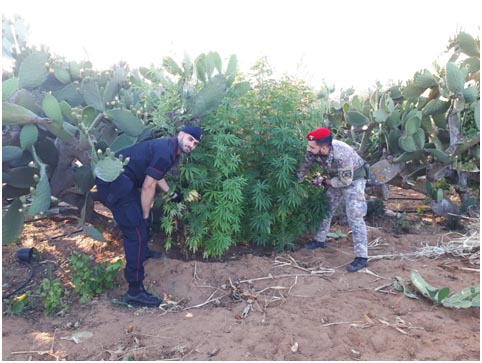 La pensione non basta, 85enne “arrotondava” coltivando marijuana