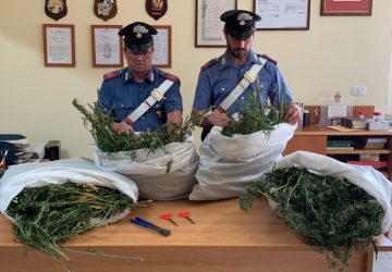 Oltre 10 Kg di marijuana in un casolare nelle campagne di Randazzo: tre arresti