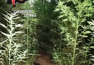28enne in vacanza univa l&rsquo;utile al dilettevole coltivando canapa indiana: arrestato