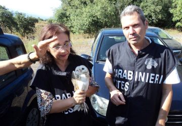 Acireale, carabinieri-forestale liberano in natura 3 barbagianni