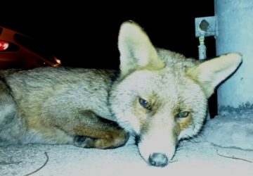 Mineo, cattura una volpe e poi la uccide: arrestato