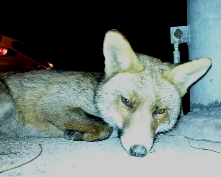 Mineo, cattura una volpe e poi la uccide: arrestato