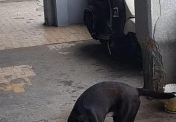 Librino, controlli a tappeto della Polizia