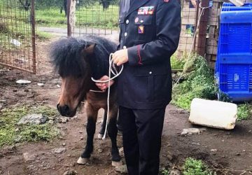 Aci Sant&rsquo;Antonio, pony salvato dalla macellazione clandestina. Scoperto e sequestrato anche un allevamento abusivo di suini: tre le persone denunciate