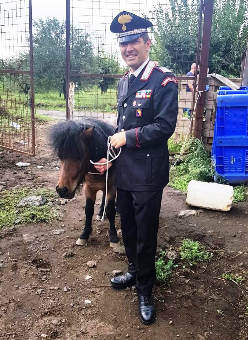 Aci Sant’Antonio, pony salvato dalla macellazione clandestina. Scoperto e sequestrato anche un allevamento abusivo di suini: tre le persone denunciate