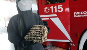 Giarre, rimozione nido vespe in via Veneto