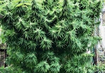 Preparava il suo albero di Natale con addobbi &ldquo;stupefacenti&rdquo;: arrestato