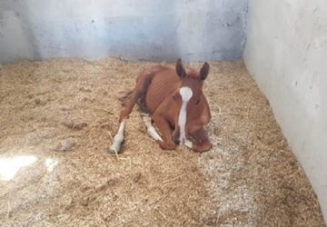 Catania, controlli a Librino: scoperta anche una stalla abusiva VIDEO