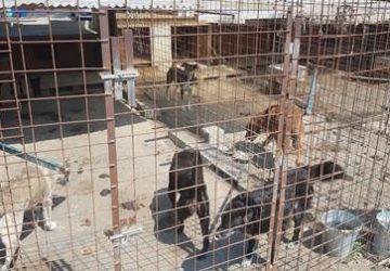 Catania, scoperto canile con cani in pessime condizioni VIDEO