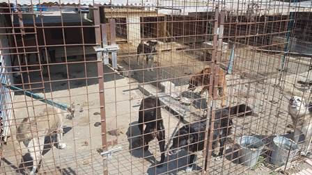 Catania, scoperto canile con cani in pessime condizioni VIDEO