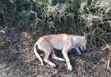 Avvelenati quasi 40 cani in meno di un mese. Cos&igrave; si risolve il randagismo... Vergogna