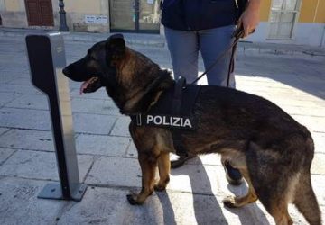 Librino, operazione antidroga. Infallibile il fiuto del cane poliziotto &ldquo;App&rdquo;
