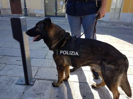 Librino, operazione antidroga. Infallibile il fiuto del cane poliziotto “App”