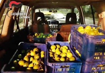 Tagliaborse, sventato furto di limoni: denunciati due catanesi
