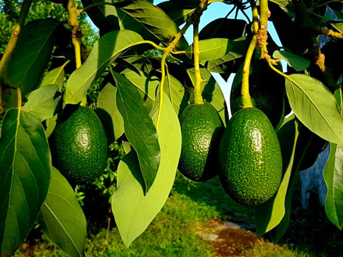 Santa Venerina, carabinieri sventano ennesimo furto di avocado: denunciato ripostese