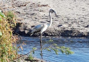Mascali, fenicottero staziona sulla spiaggia di Sant'Anna