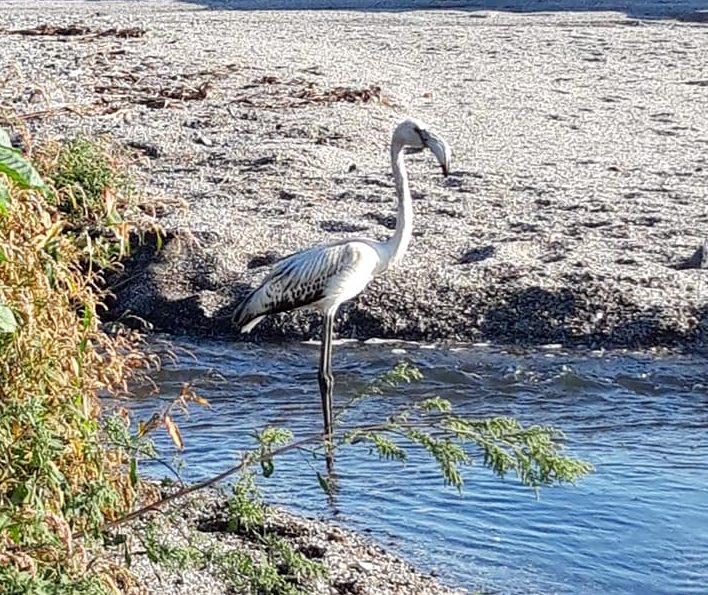 Mascali, fenicottero staziona sulla spiaggia di Sant’Anna