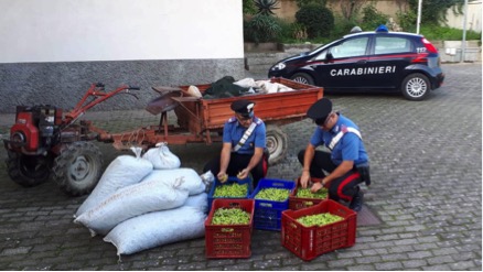 San Michele di Ganzaria, razziano uliveto: maggiorenne in manette,  complice minorenne denunciato