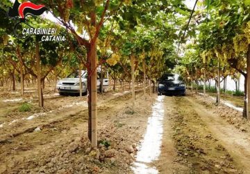 Furti in vigneti del Calatino: arrestati due catanesi