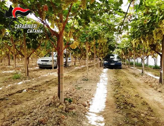 Furti in vigneti del Calatino: arrestati due catanesi