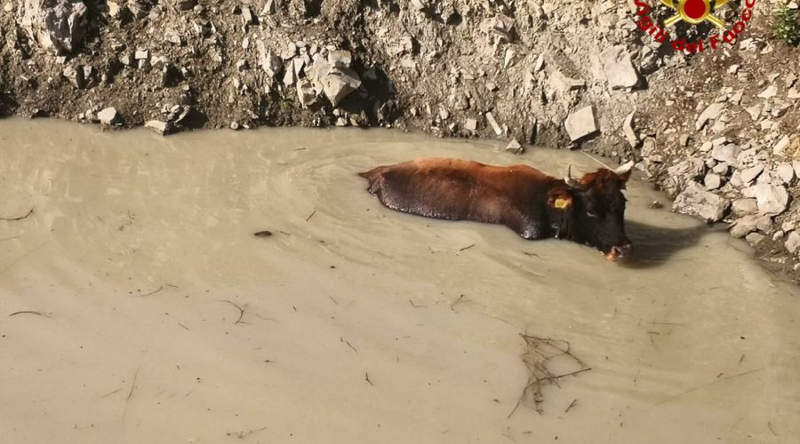 Randazzo, mucca rischia di affogare in un laghetto. Salvata dai vigili del fuoco