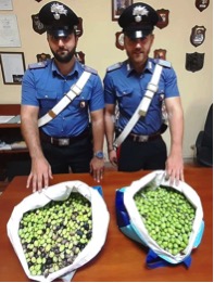 Motta S.Anastasia, furti nelle campagne: arrestato razziatore di olive