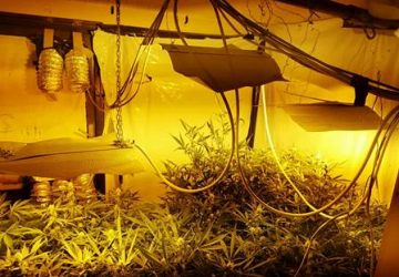 Catania, mini serra di marijuana "fai da te": un arresto