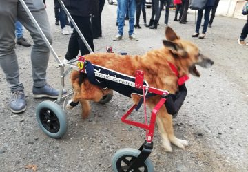Mascali, il cagnolino Lazzaro dell&rsquo;Oasi del Randagio ha passato il ponte dell&rsquo;arcobaleno