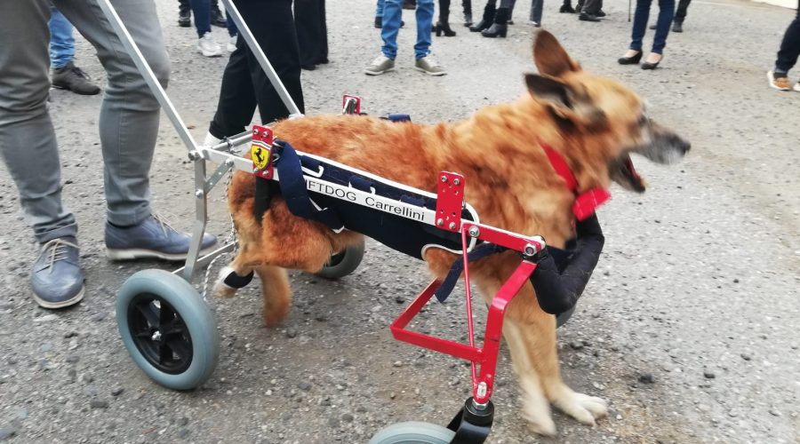 Mascali, il cagnolino Lazzaro dell’Oasi del Randagio ha passato il ponte dell’arcobaleno